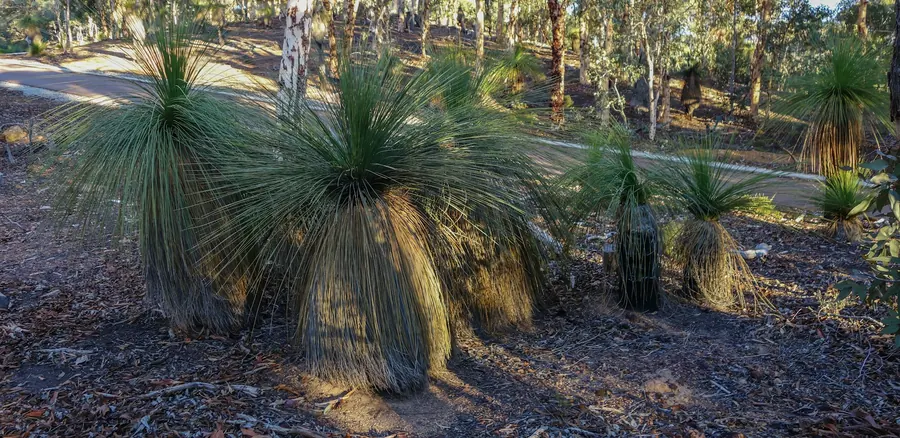 Grass trees in a mulched native garden