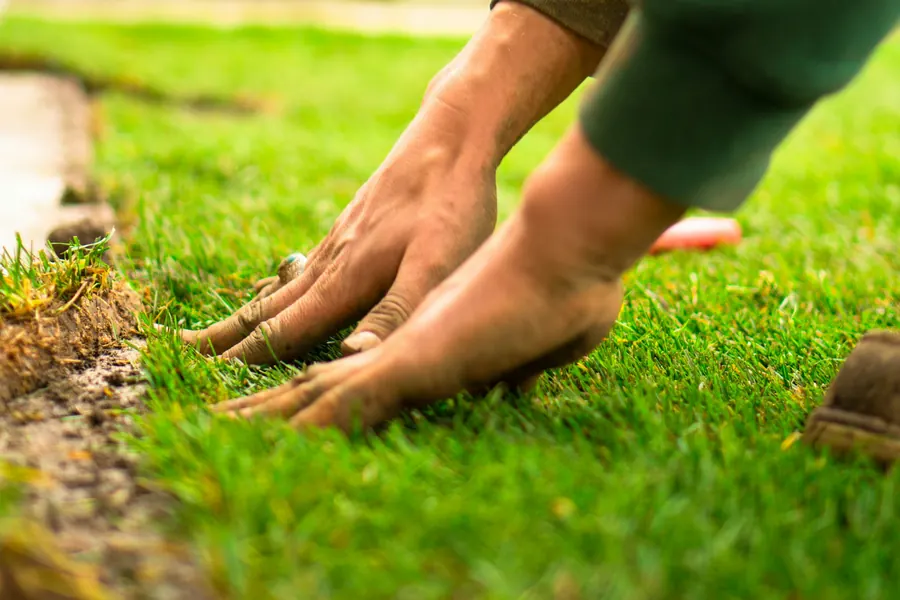 Hands pressing a new roll of turf into prepared soil