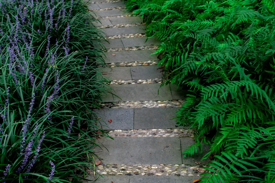 Stone stepping path between ferns and strappy planting
